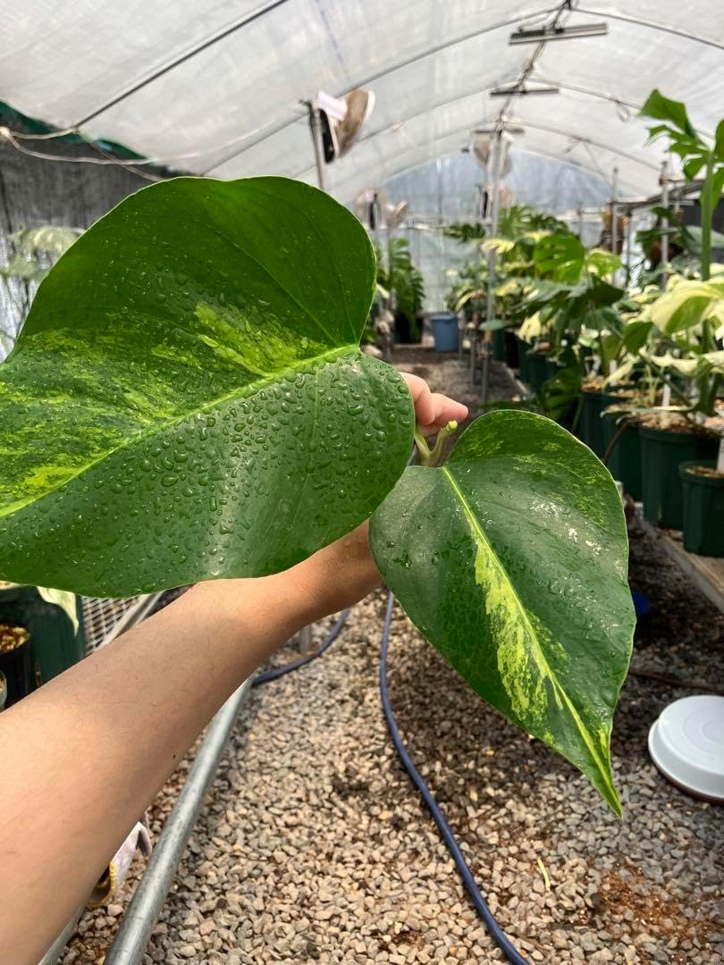 モンステラ11 斑入 黄斑 オーシャンミント デリシオーサ 葉付き